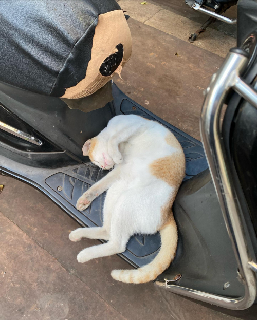 309003795_10225682763393013_7495631618588313467_n