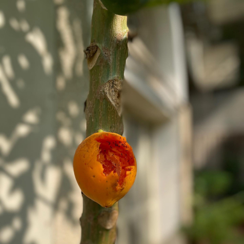 311816138_10225782073315699_2917122030001521847_n