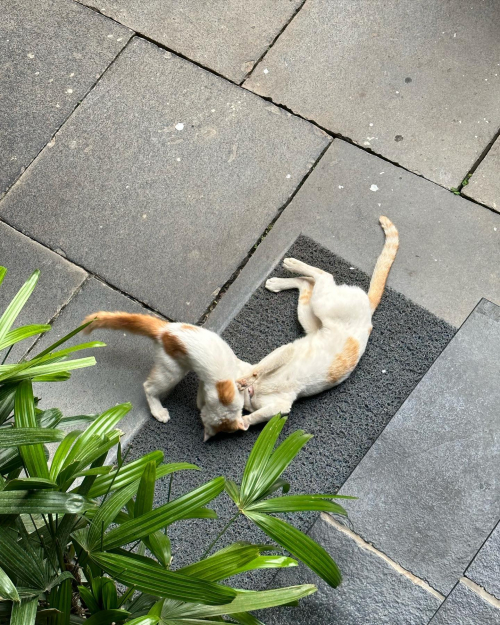 328835930_876837613608818_3324079434396255773_n