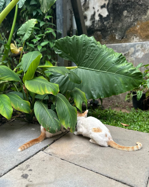 328820529_713161507123844_5152170849990748057_n