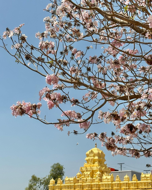 338361262_257917206564508_4563805147044648642_n