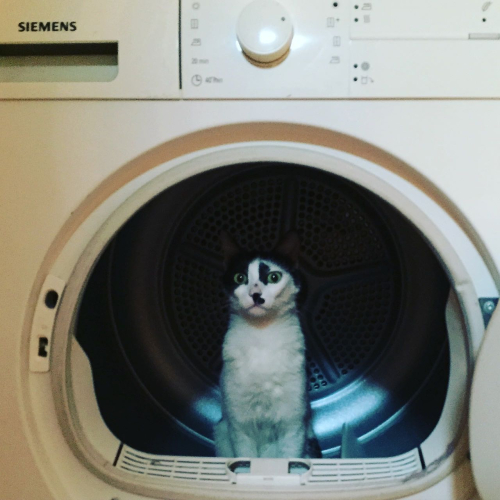 337376743_943142090063088_5761849780053212771_n