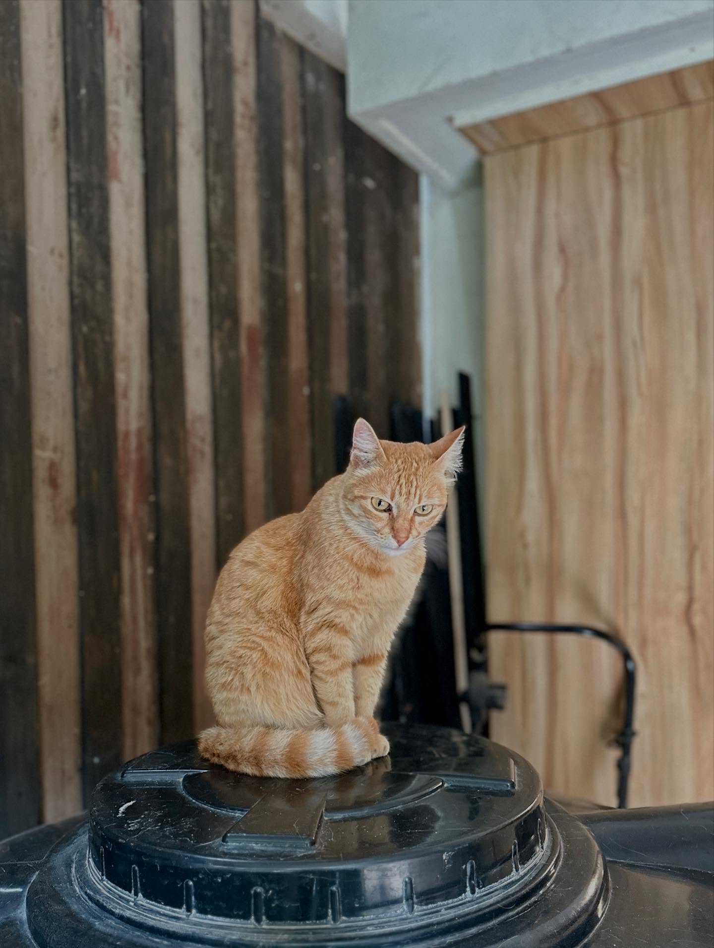 写真の説明はありません。