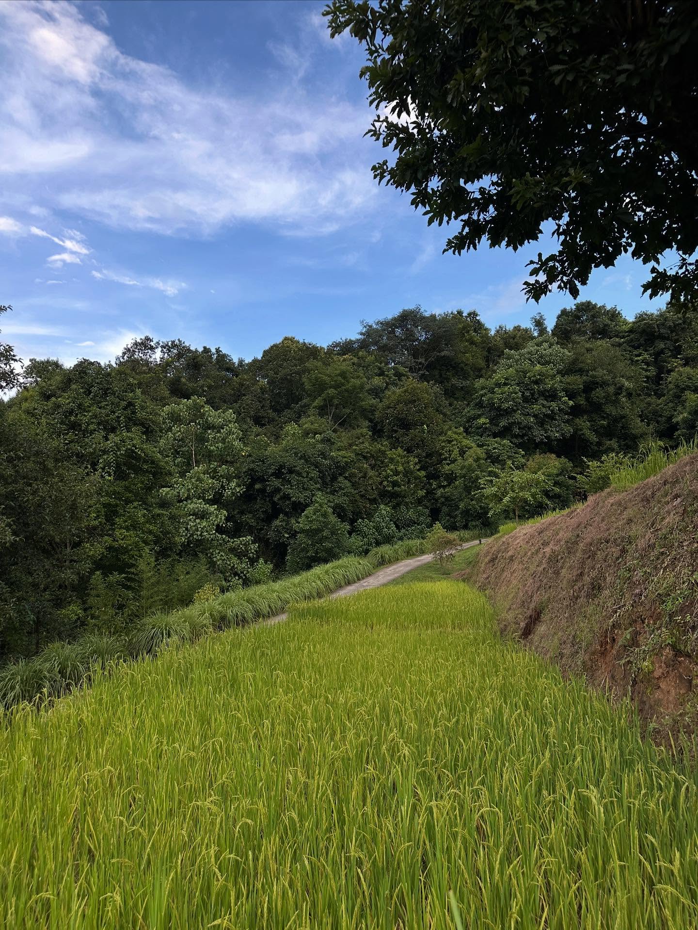 草の画像のようです