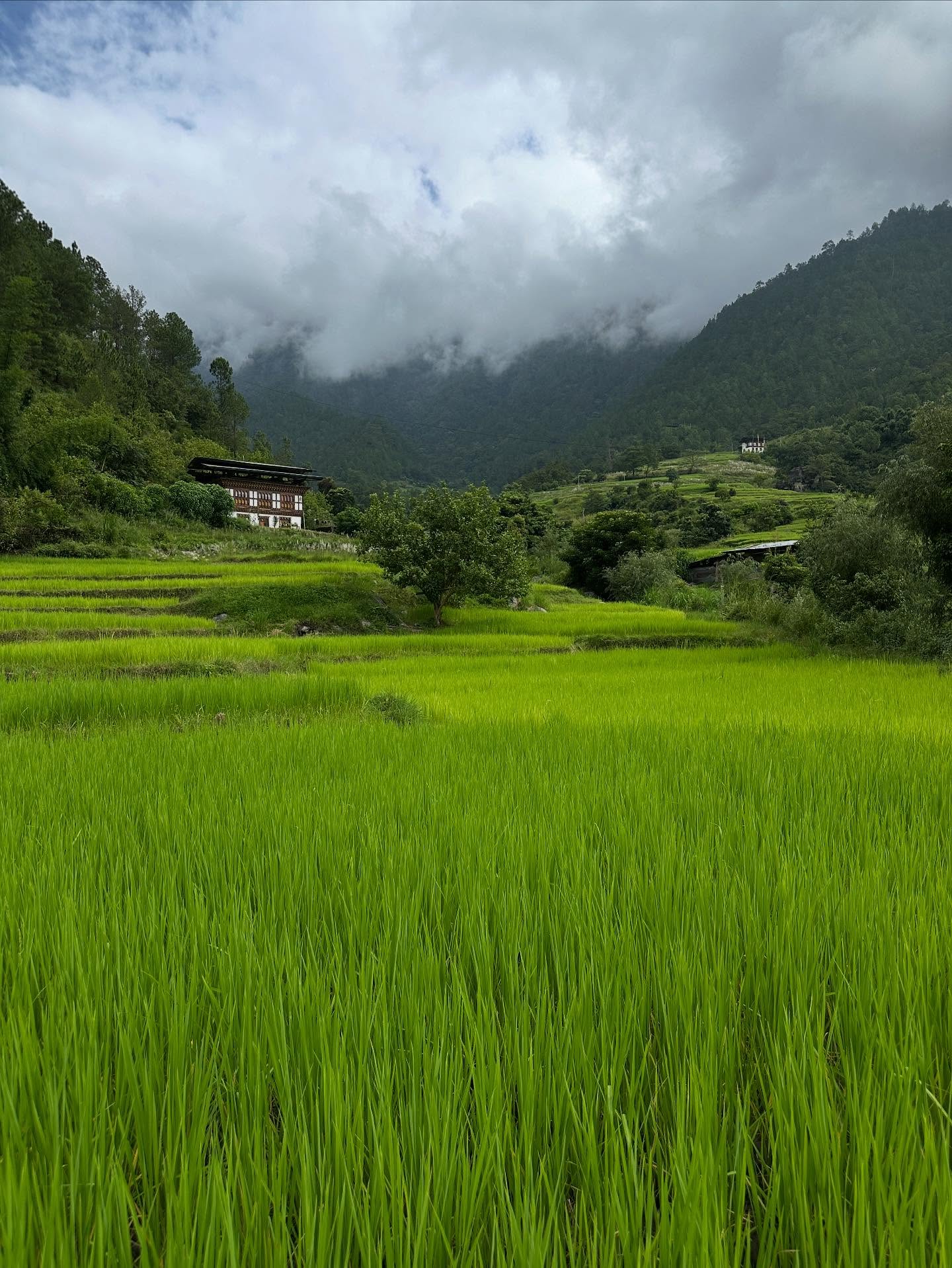 草、雲の画像のようです
