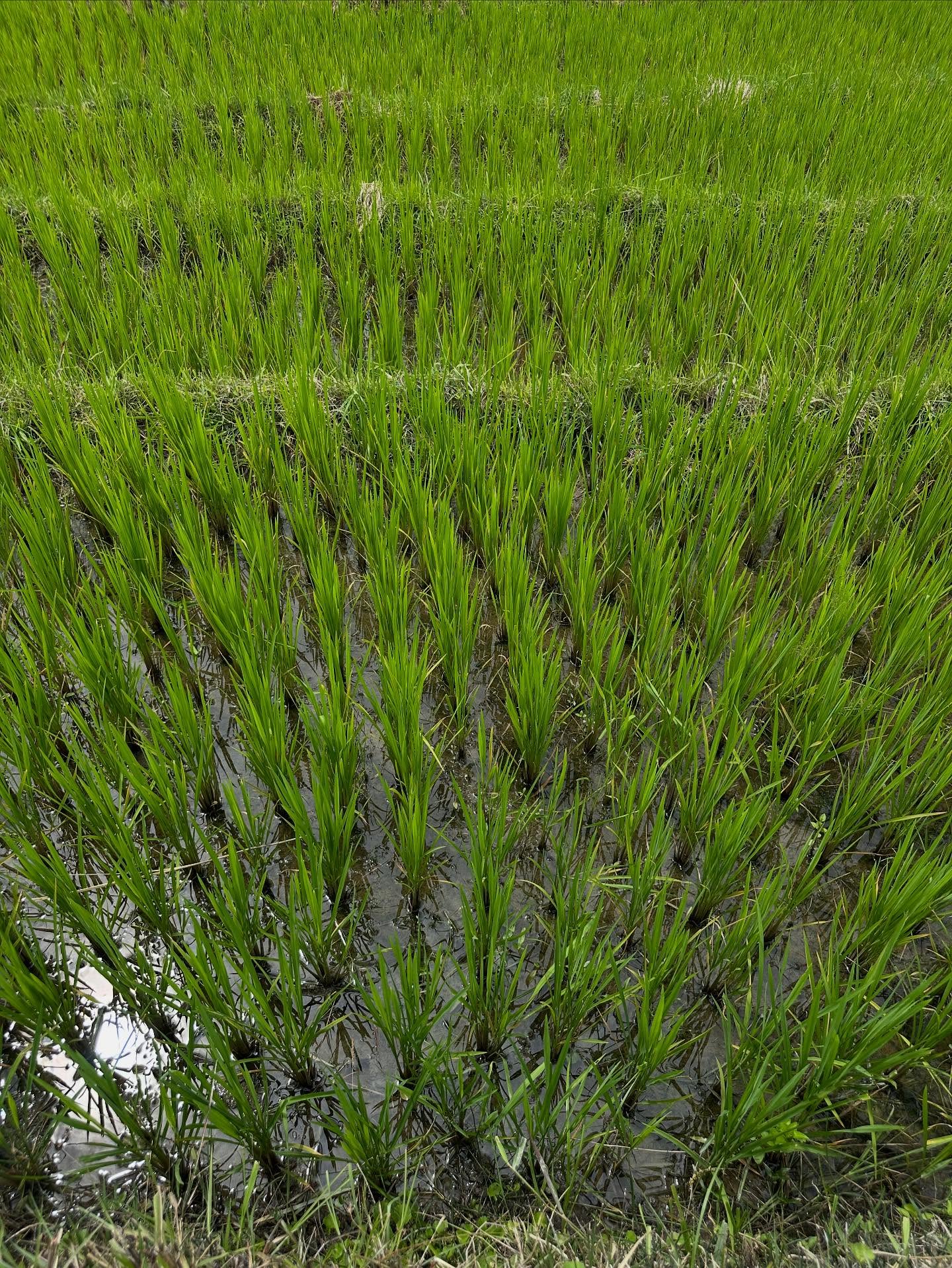 フレンチラベンダーの画像のようです