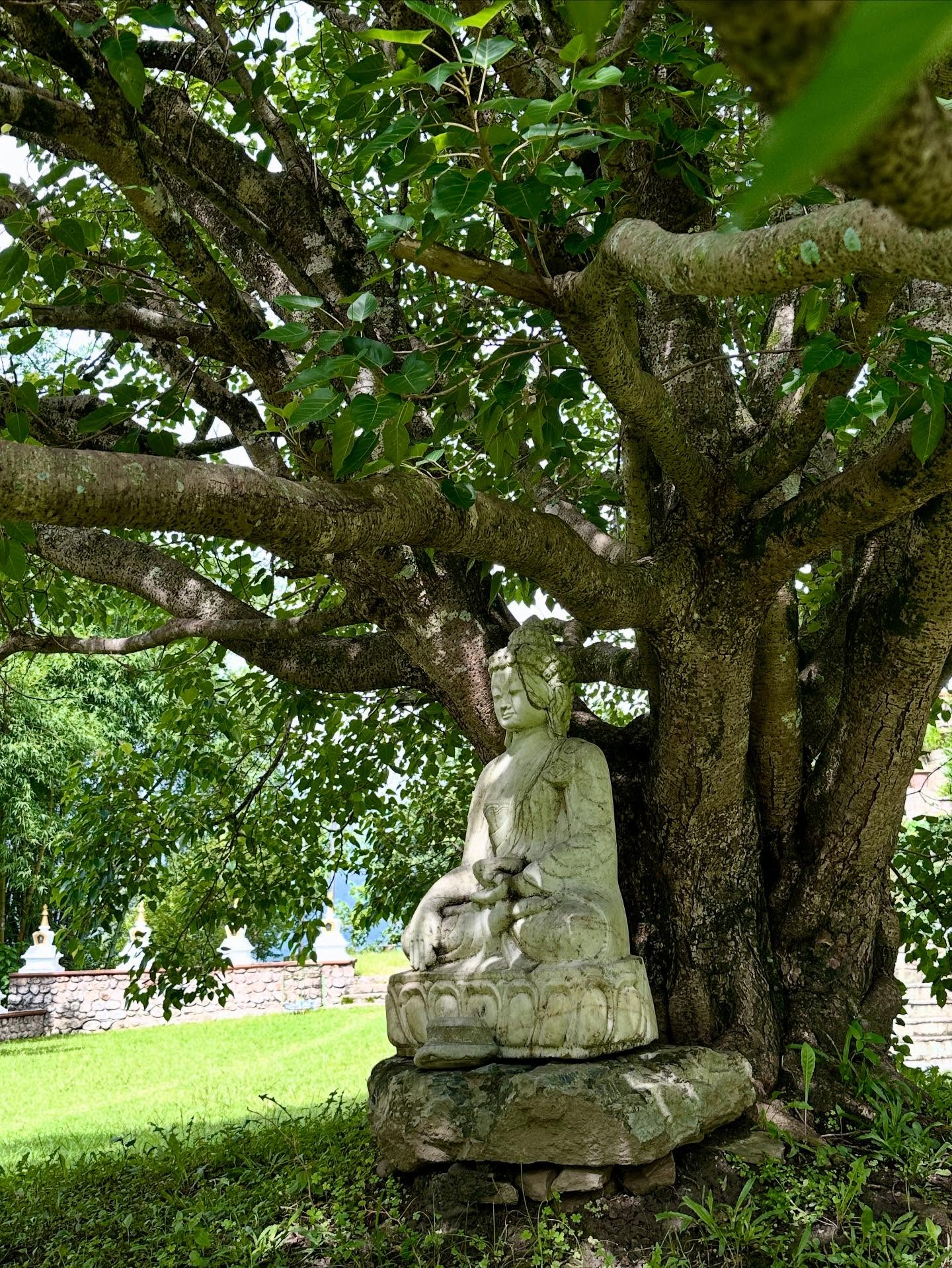 エンジェルオークツリーの画像のようです