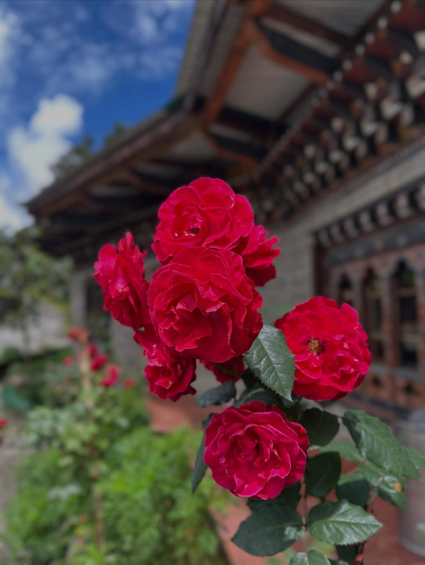 花の画像のようです