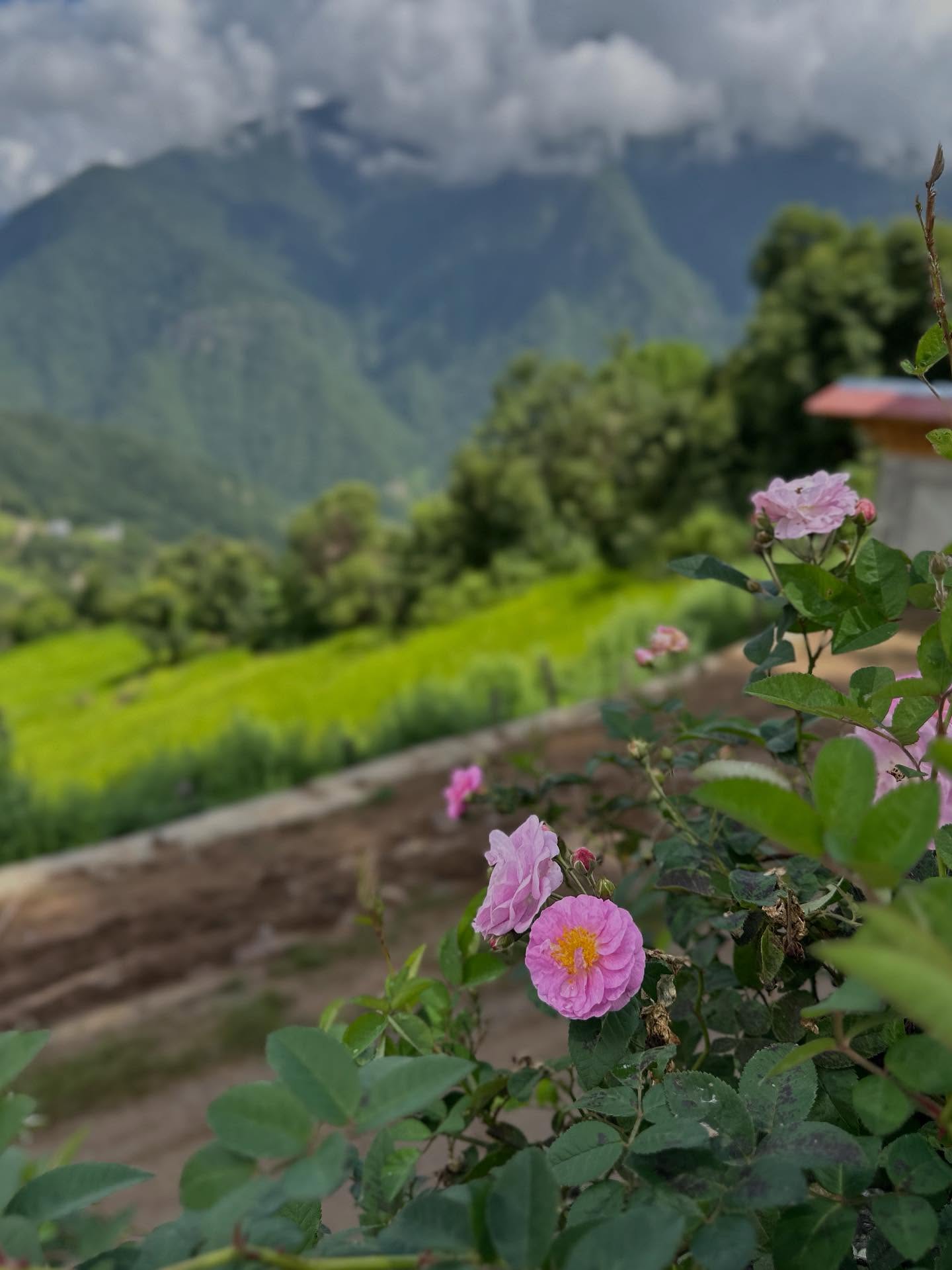花の画像のようです