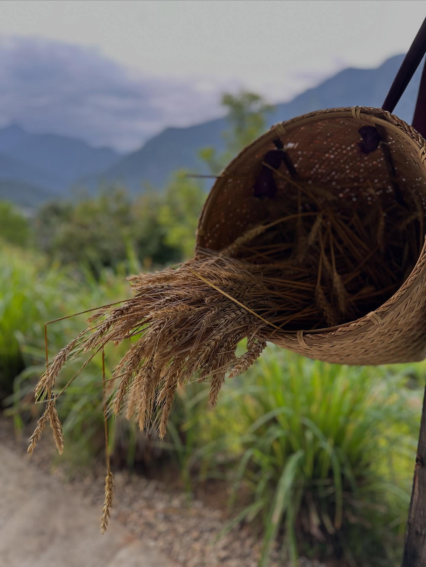 草の画像のようです