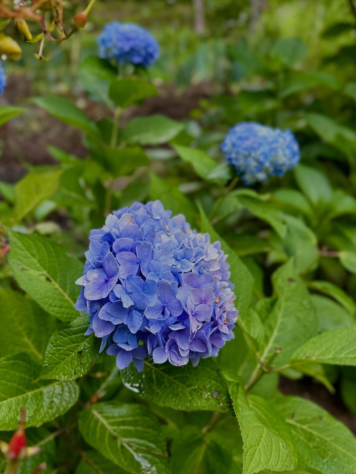 ワスレナグサの画像のようです