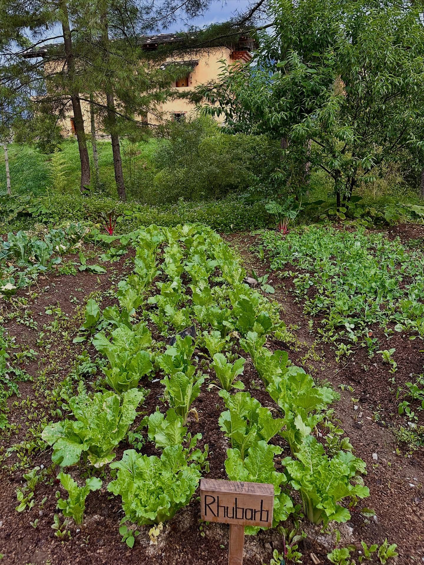 スイスチャード、カラードグリーンの画像のようです