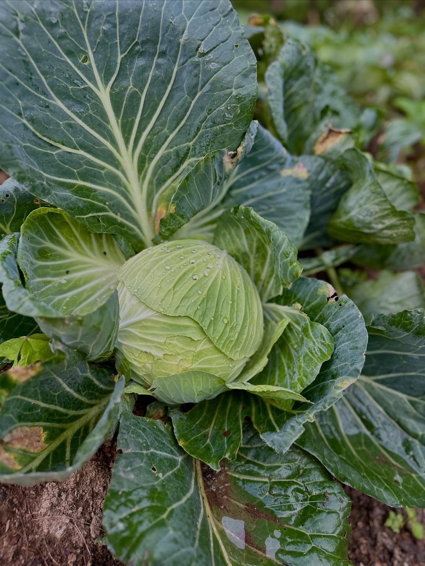 カラードグリーンの画像のようです