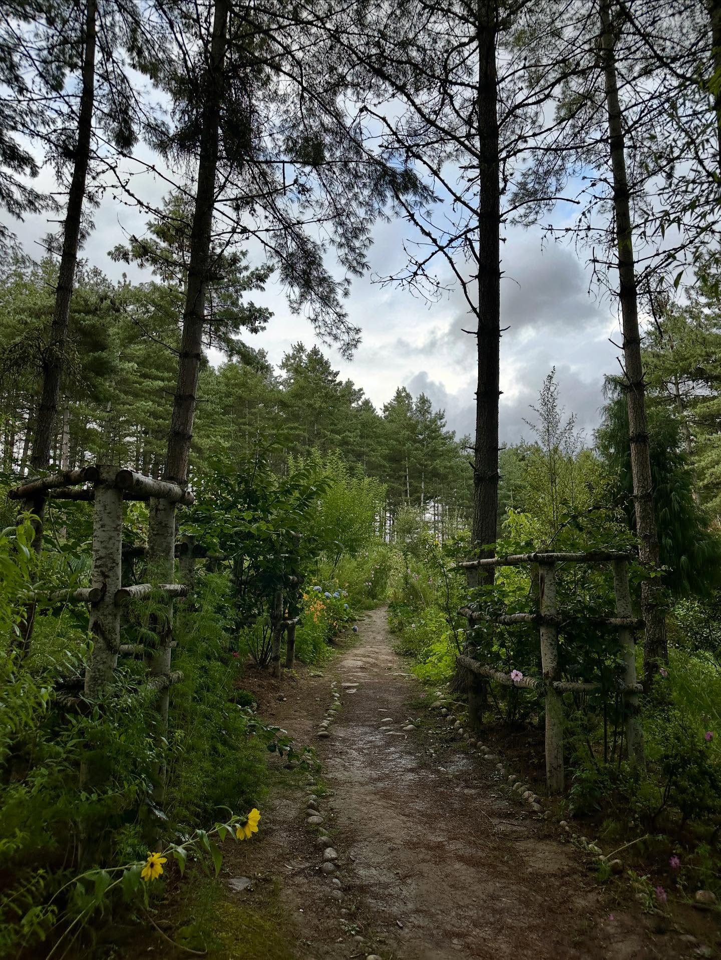 自然の画像のようです