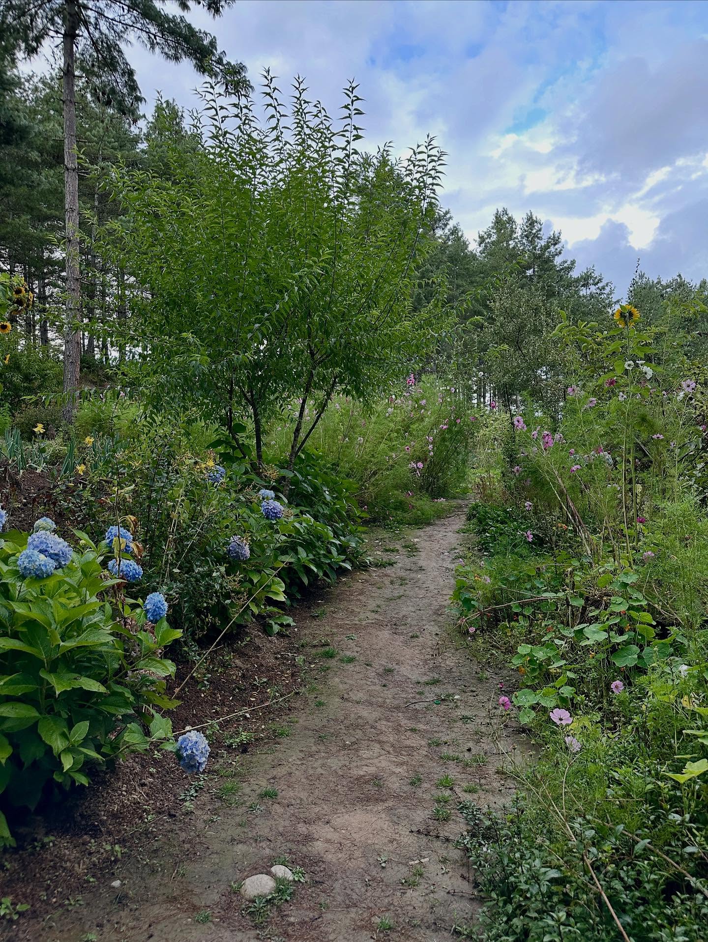 自然の画像のようです