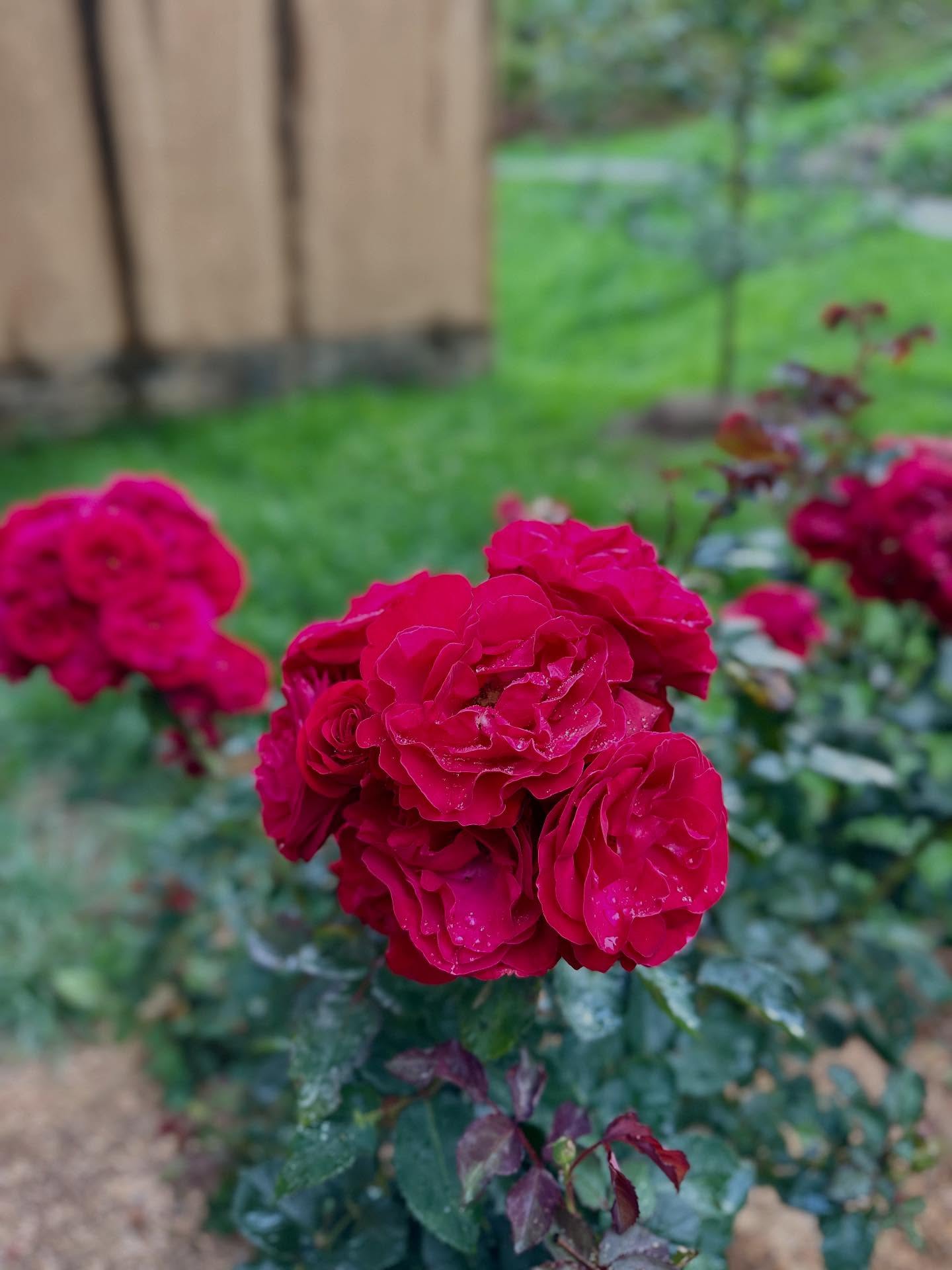 ボタンの画像のようです