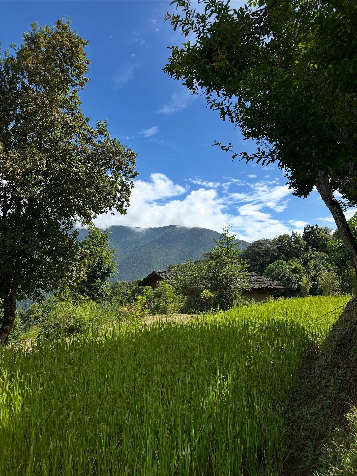 草、雲の画像のようです
