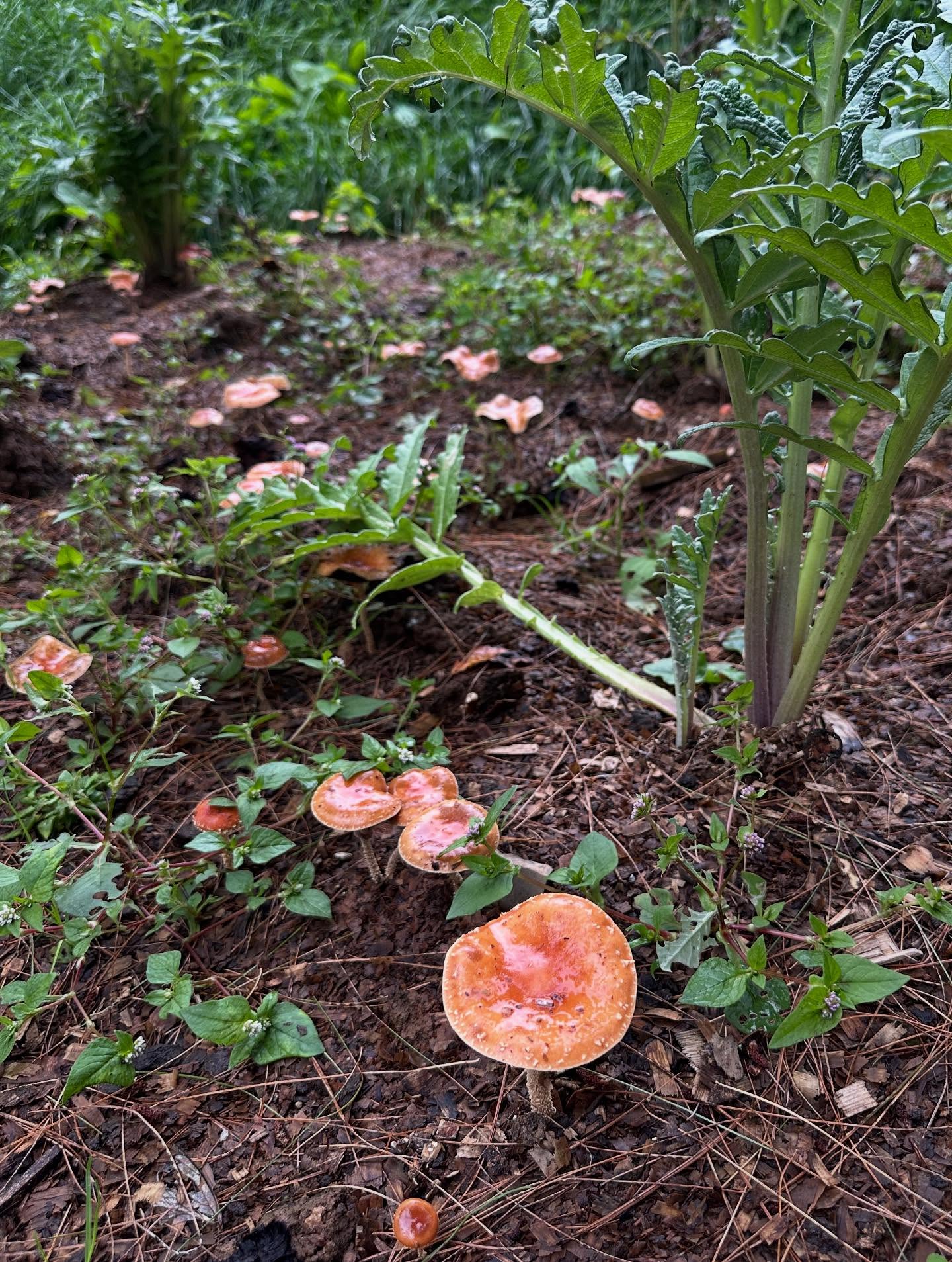 マッシュルームの画像のようです