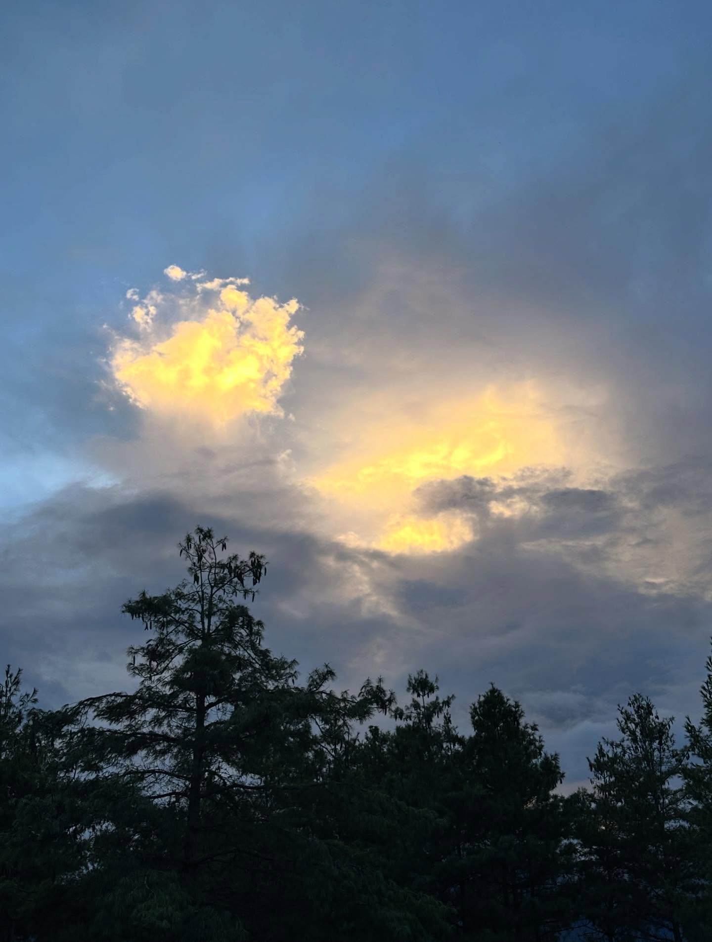 地平線、雲、木、たそがれの画像のようです
