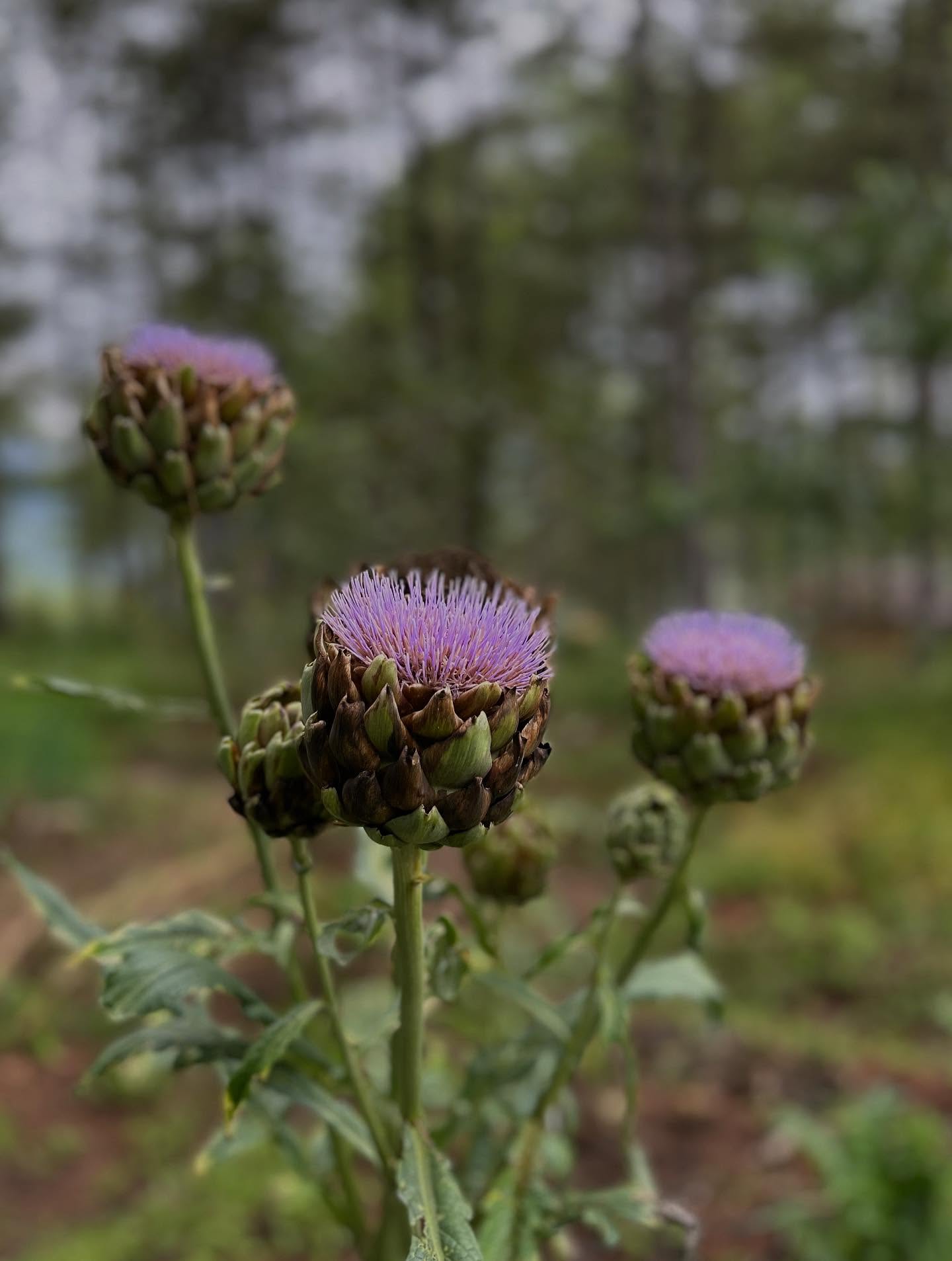 花の画像のようです