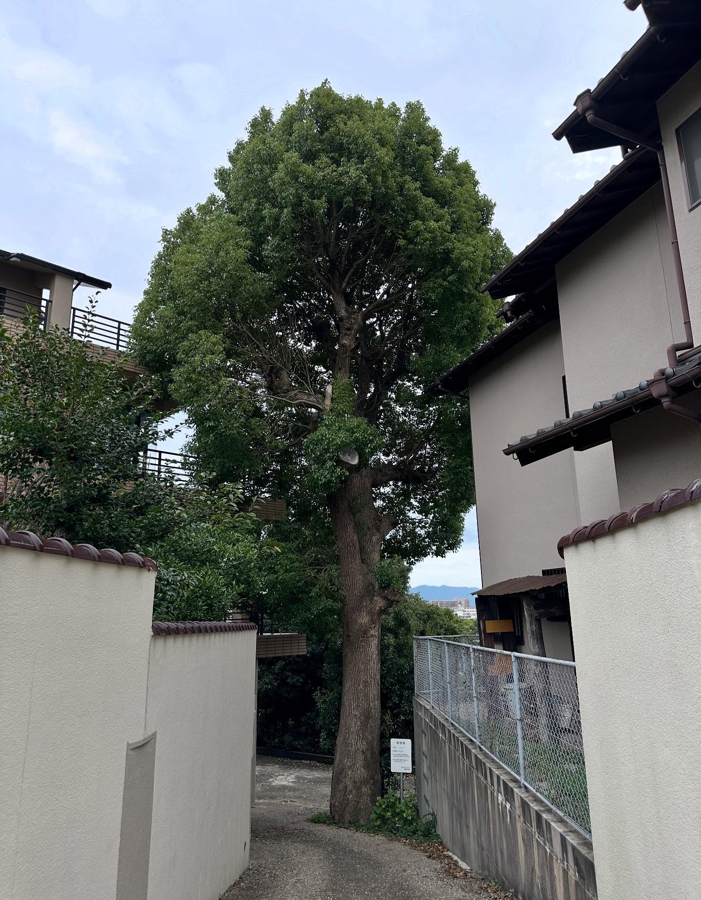 木の画像のようです