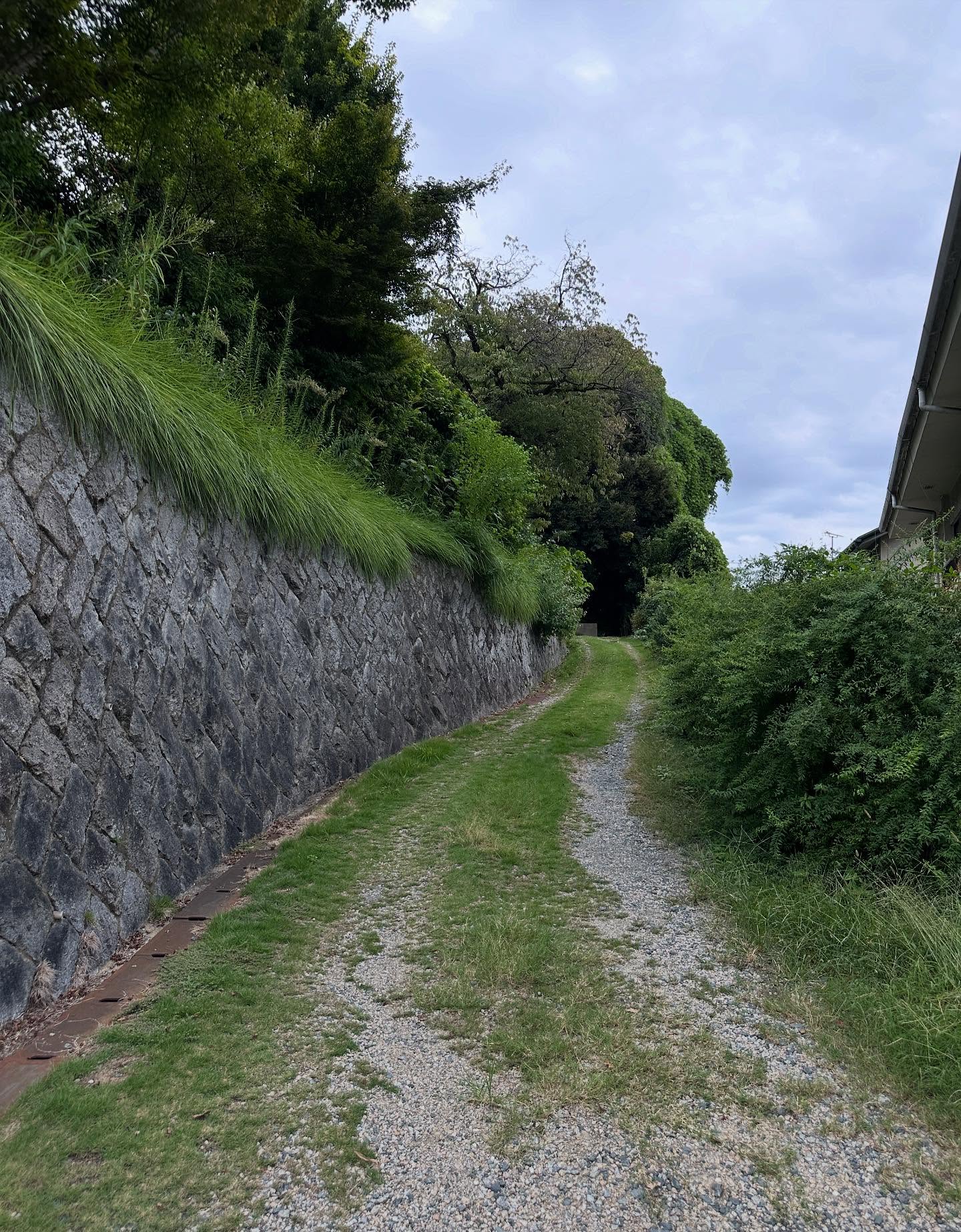 草の画像のようです