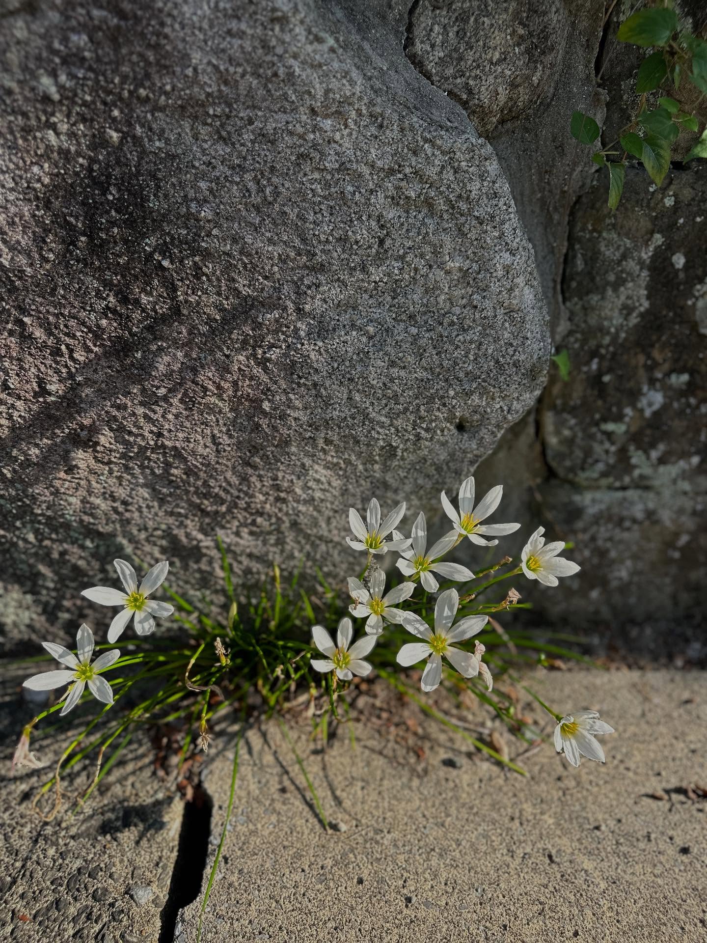 スノードロップ、レウィシア、アガパンサスの画像のようです