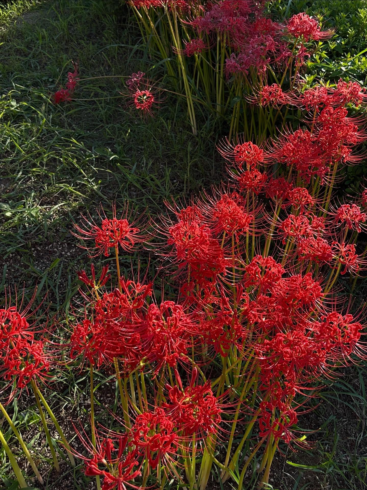 インディアン・ペイントブラシ、ベラドンナリリー、アガパンサスの画像のようです