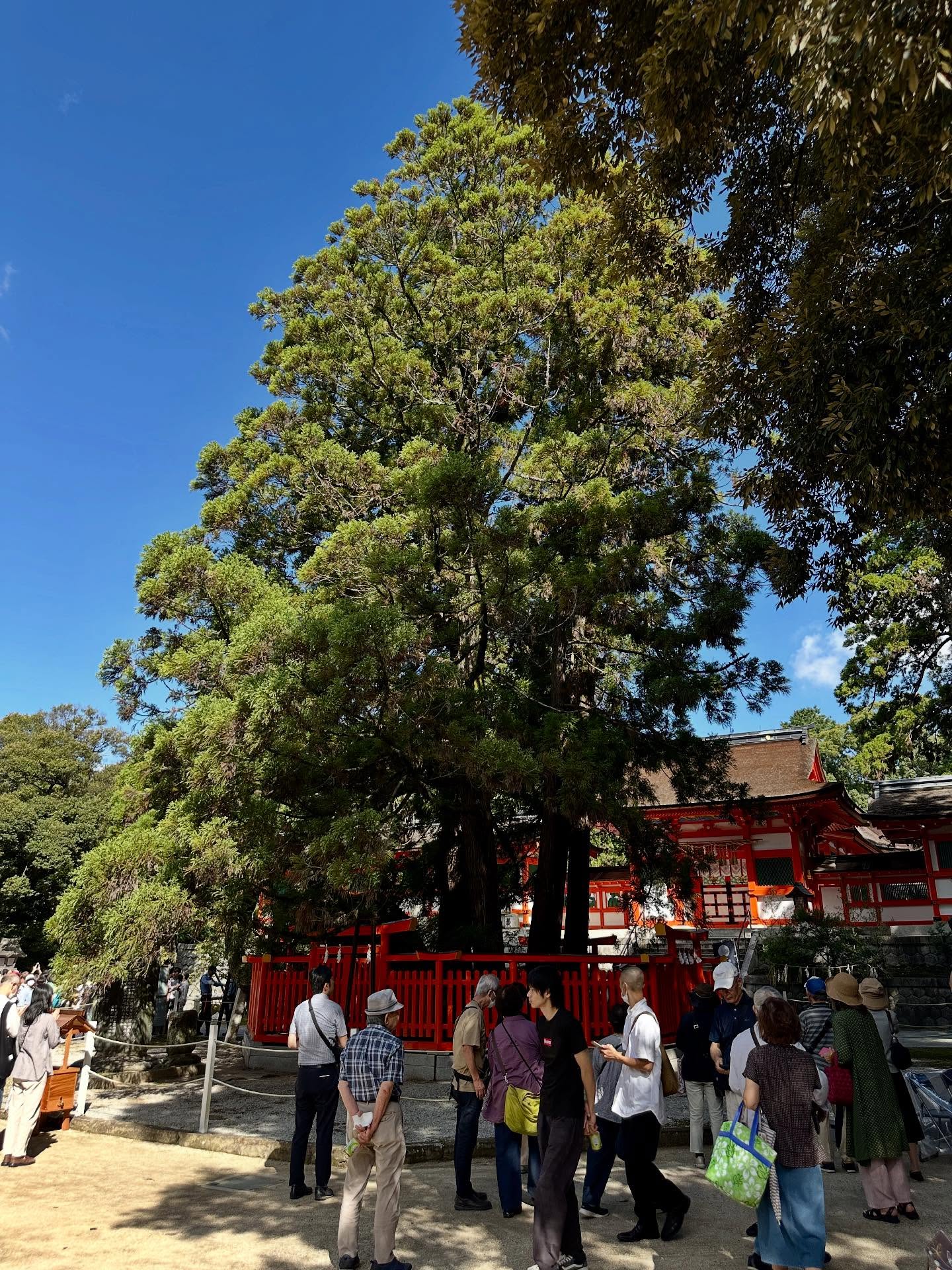 寺院、木の画像のようです