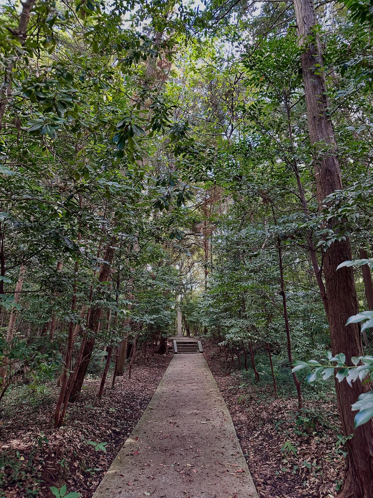 木の画像のようです