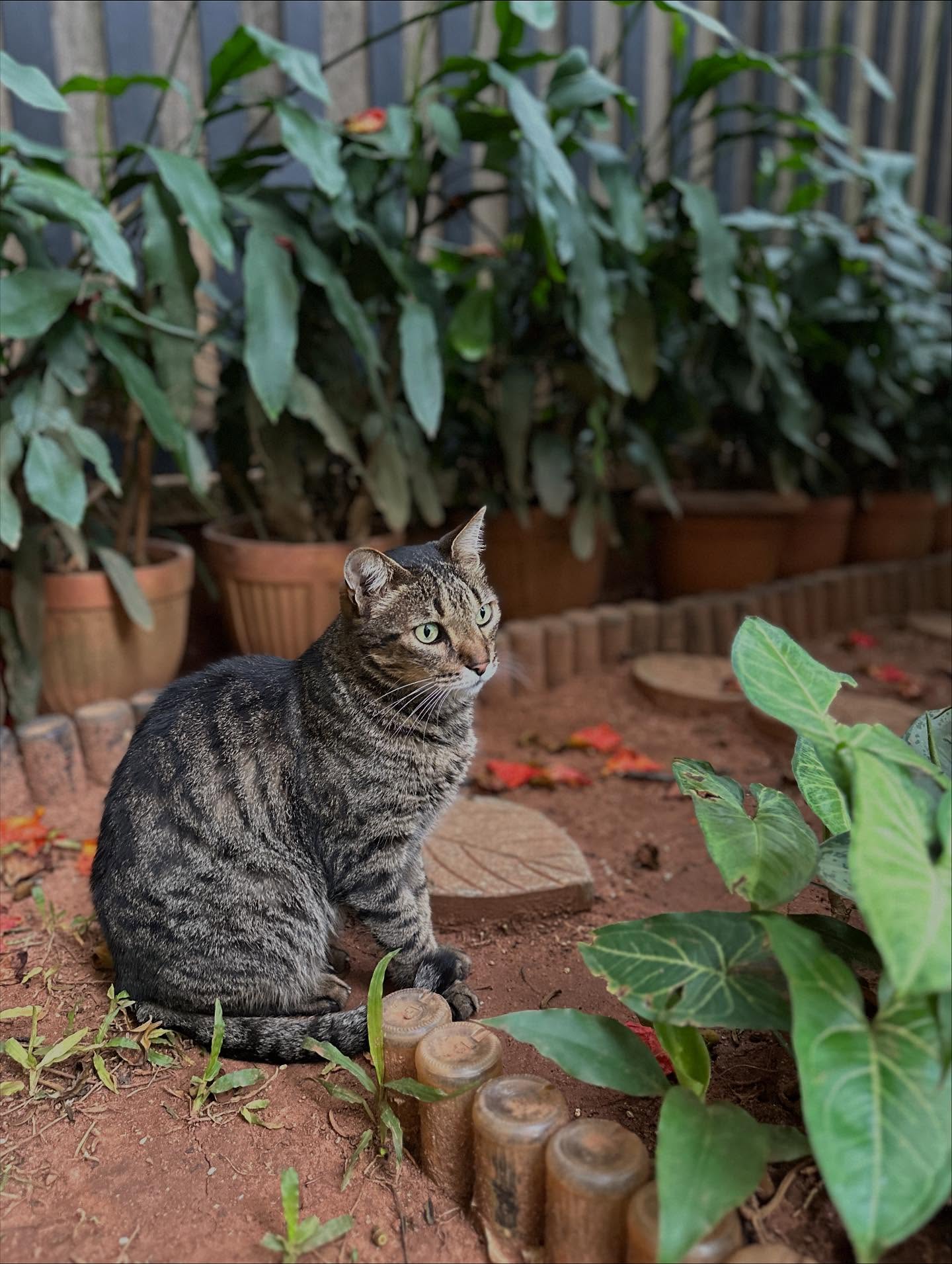 ユキヒョウ、チーター、大型のネコ科動物の画像のようです