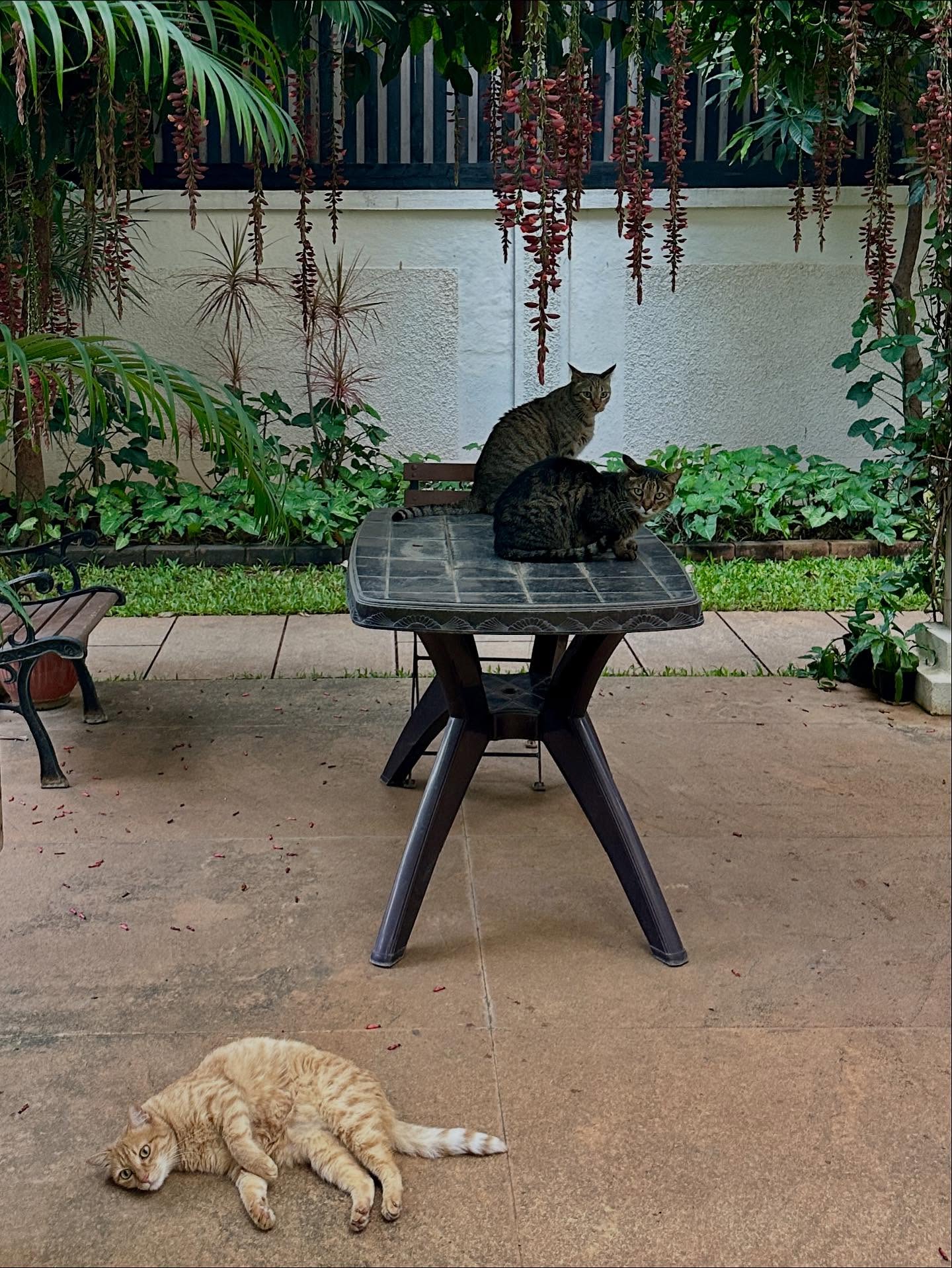 写真の説明はありません。