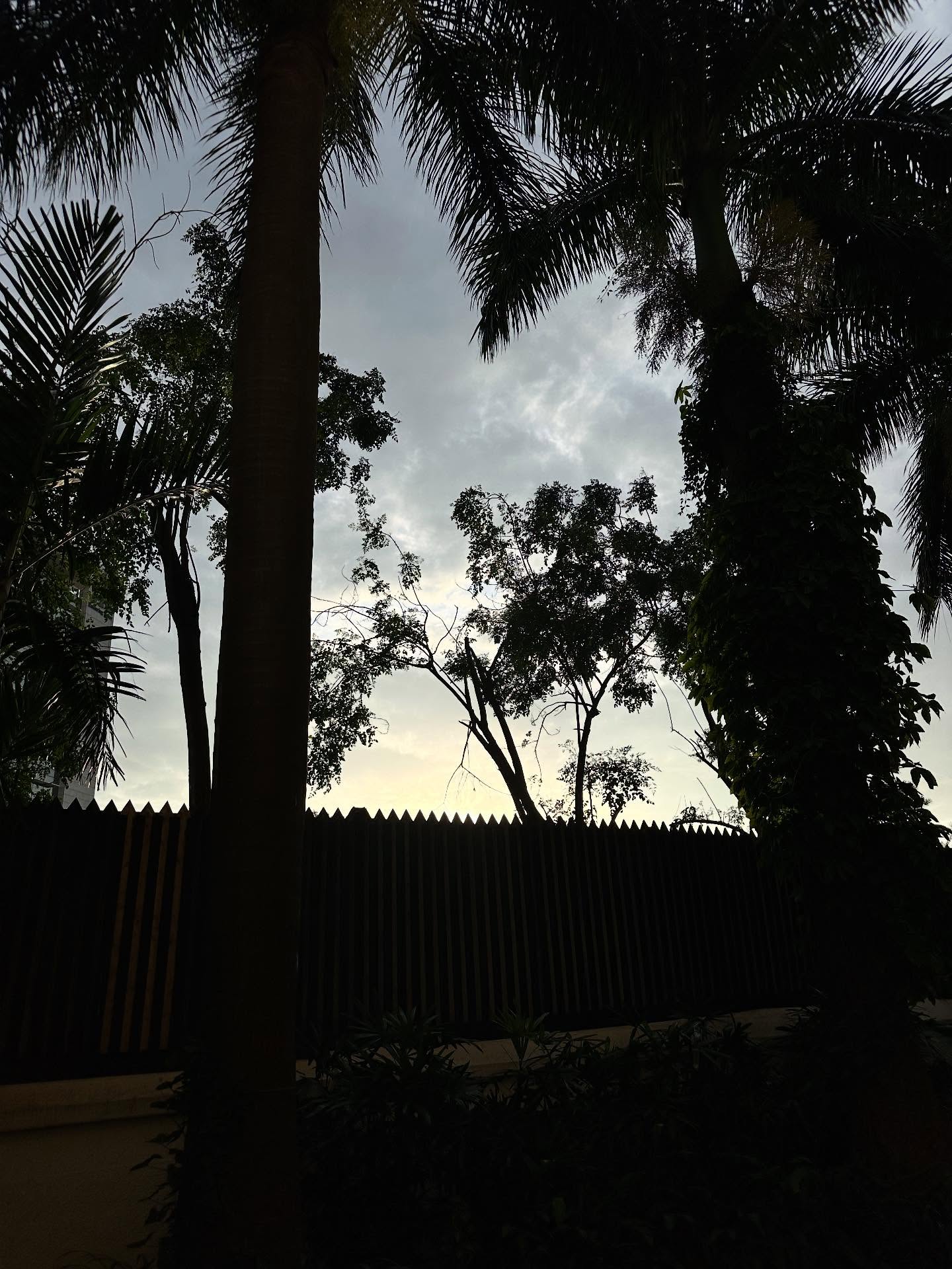 雲、木、たそがれの画像のようです