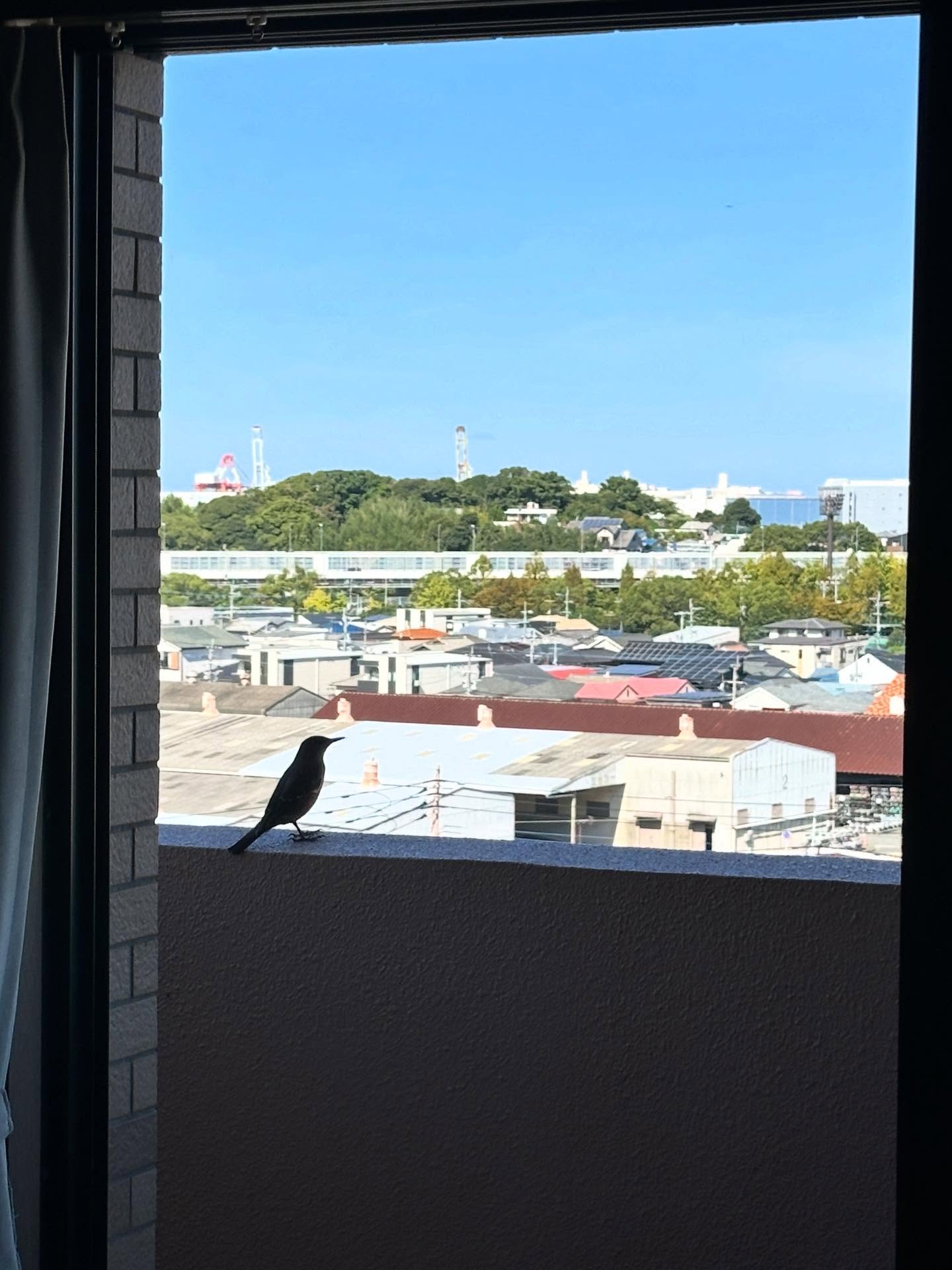 ナゲキバトの画像のようです