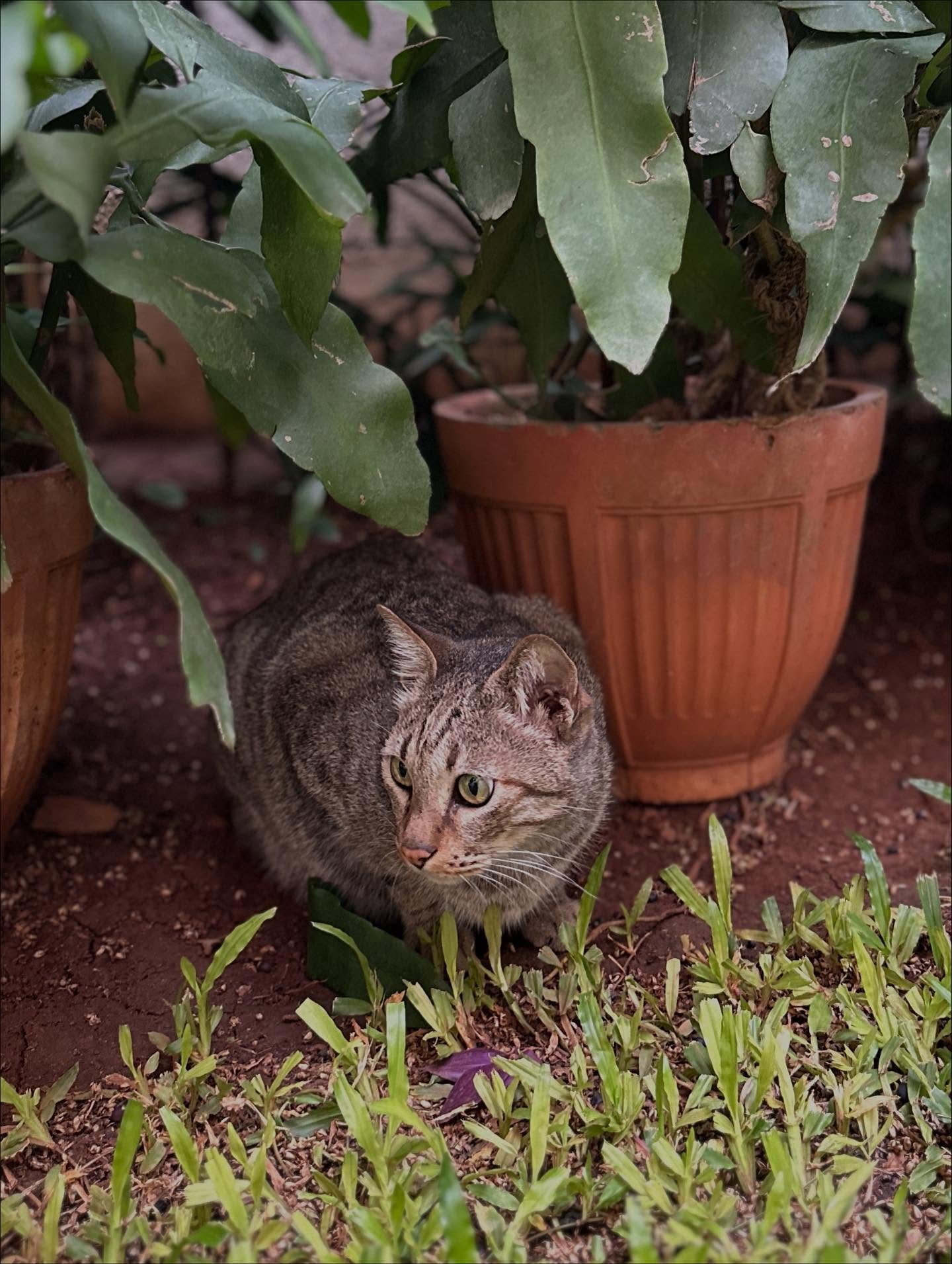 シマリス、猫、ワラビーの画像のようです
