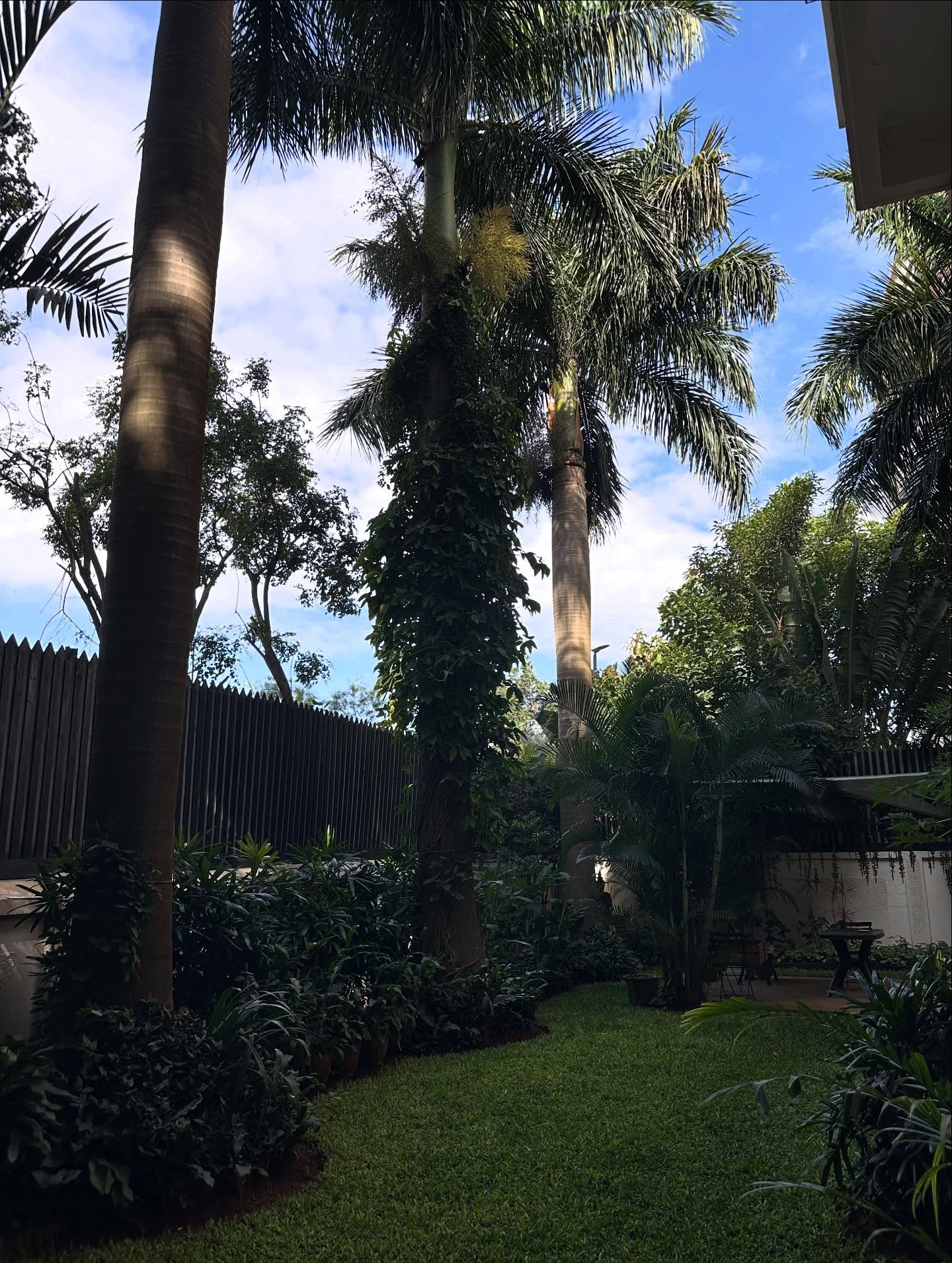 草、木の画像のようです