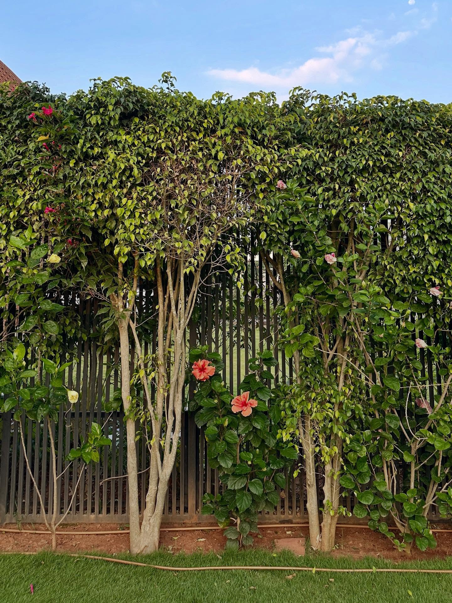 木の画像のようです