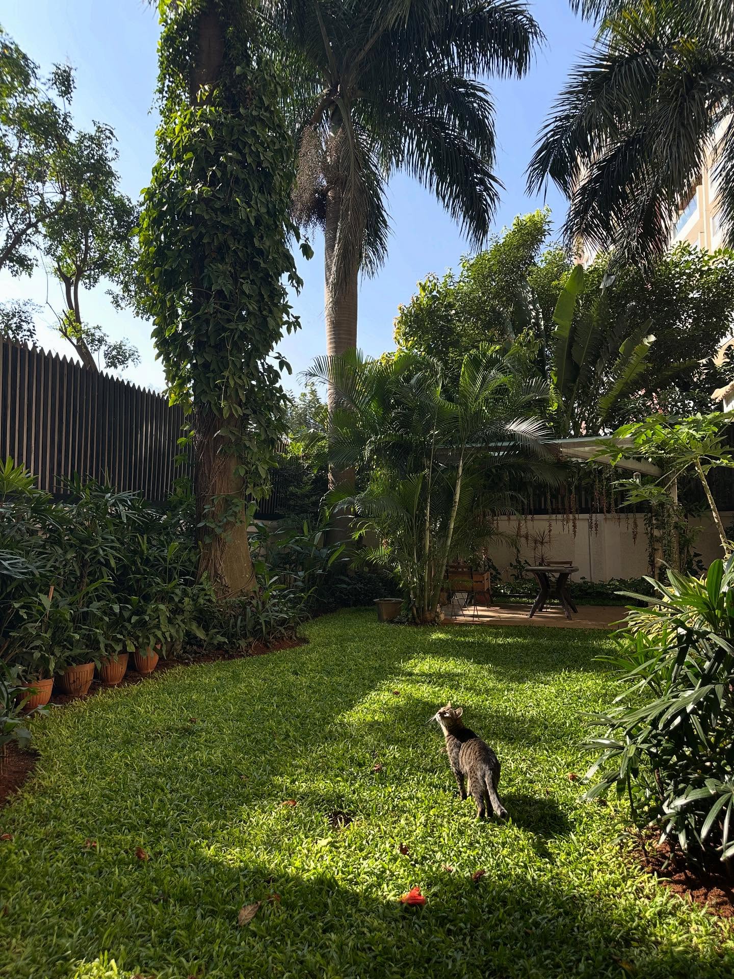 ツルモドキ、サイチョウ、ガチョウの画像のようです