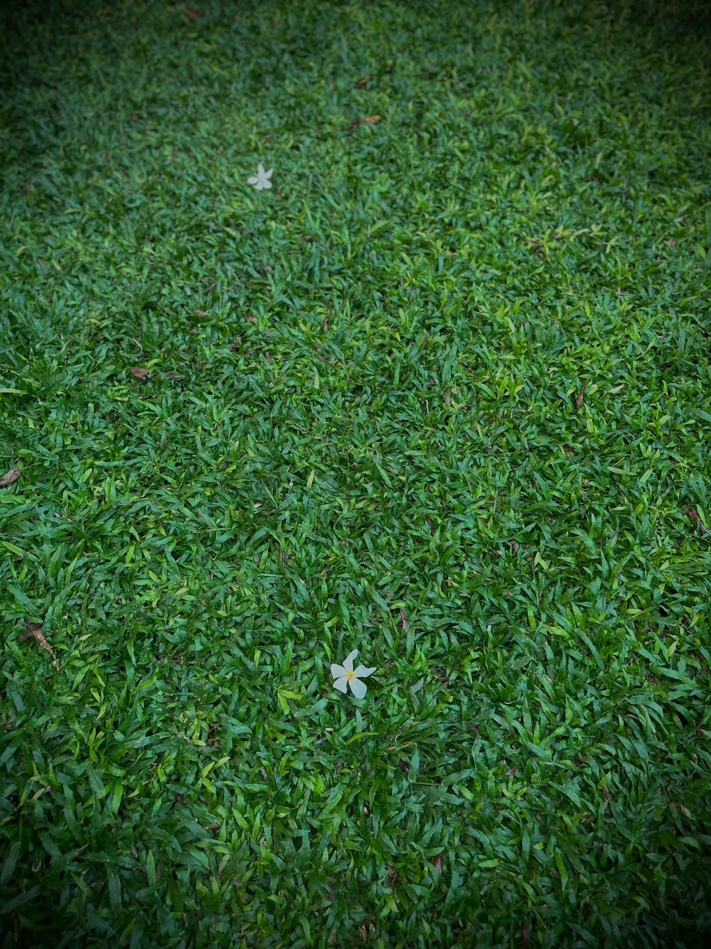 草の画像のようです