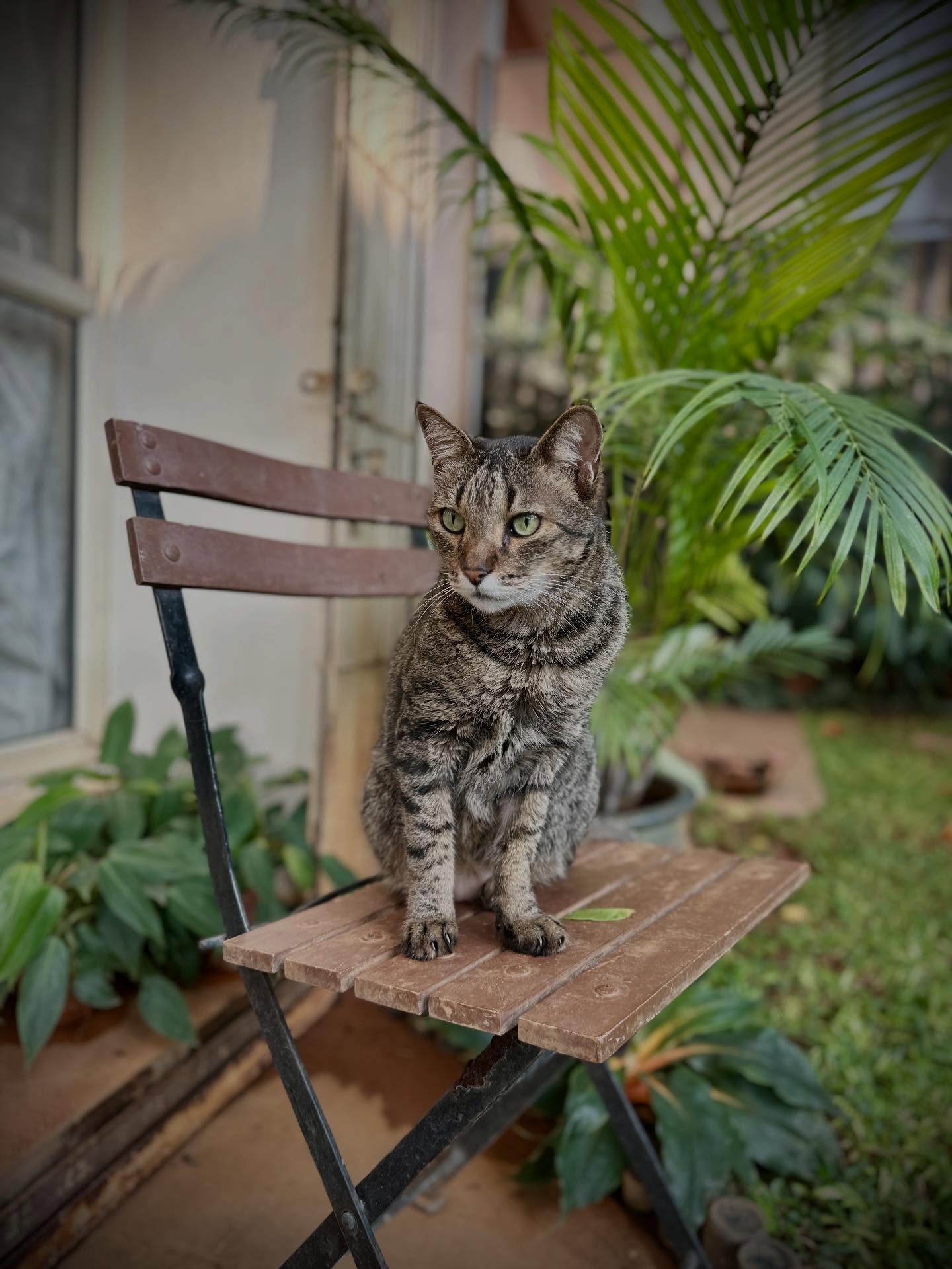 猫の画像のようです