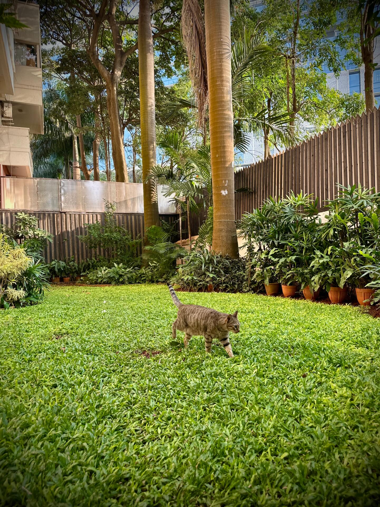 ワラビーの画像のようです