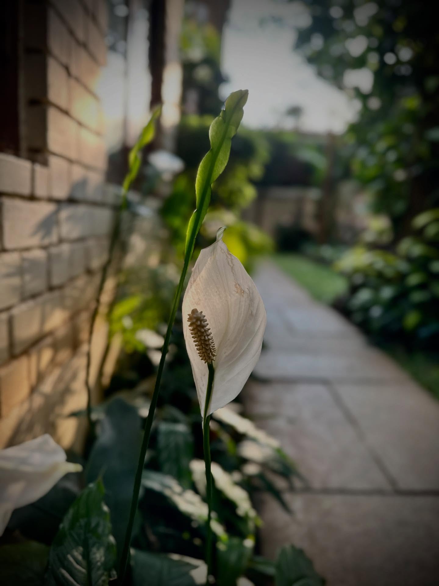 白ユリの画像のようです