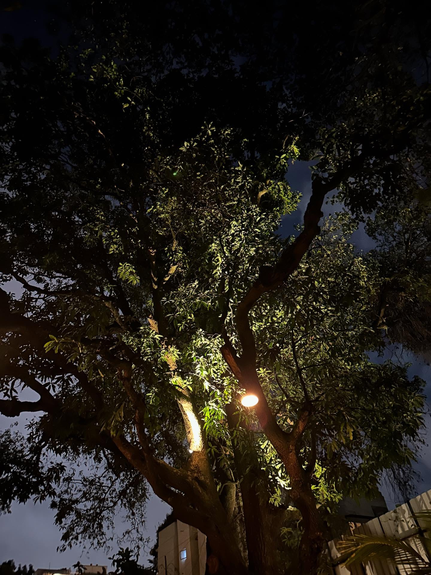 キリモドキ、たそがれ、木の画像のようです