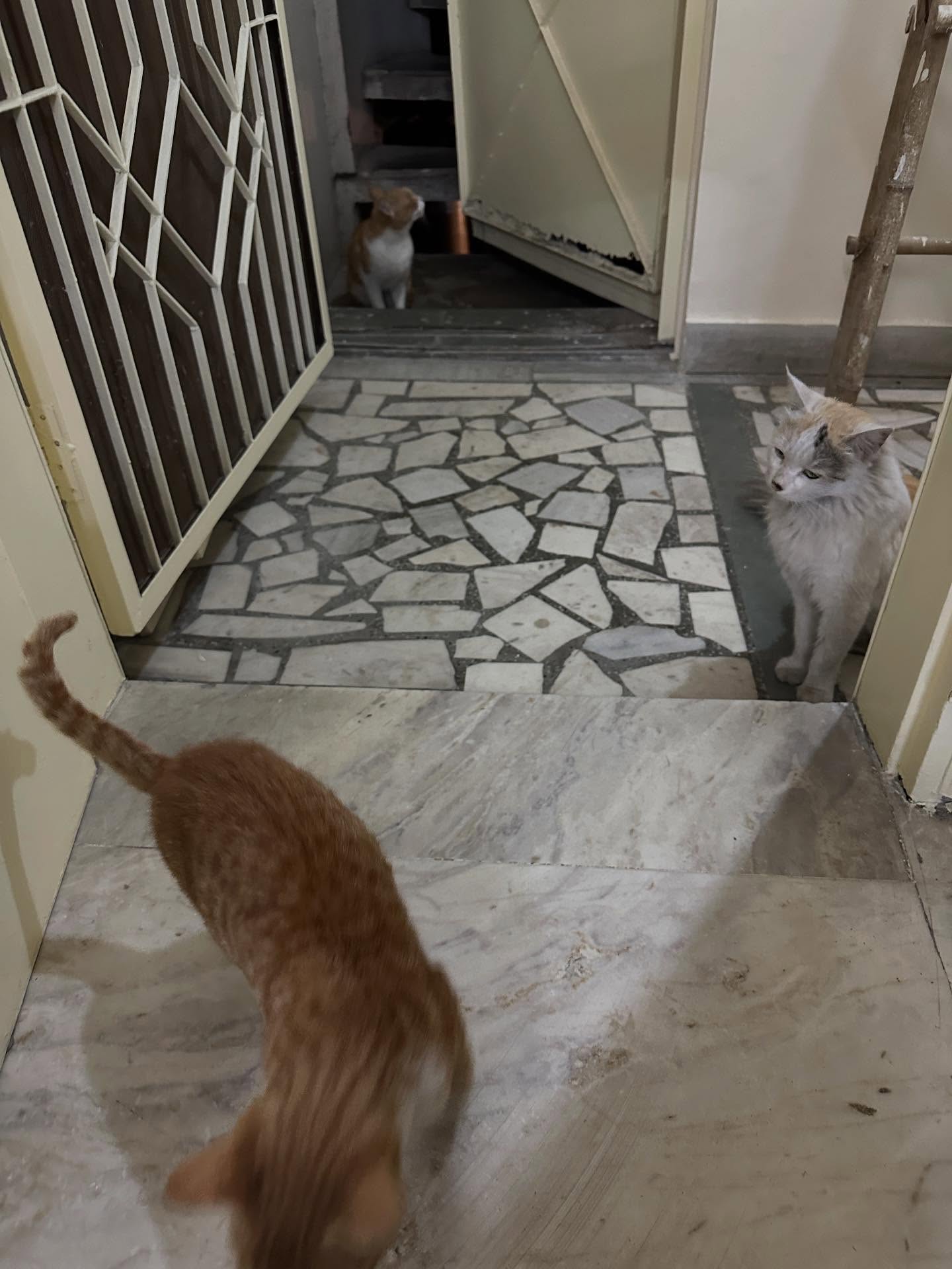 写真の説明はありません。