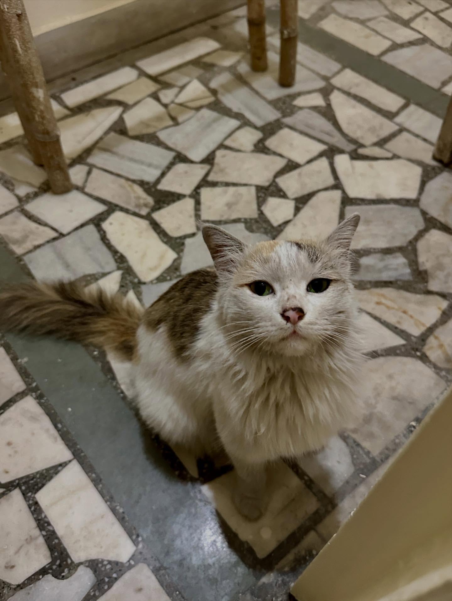 猫の画像のようです