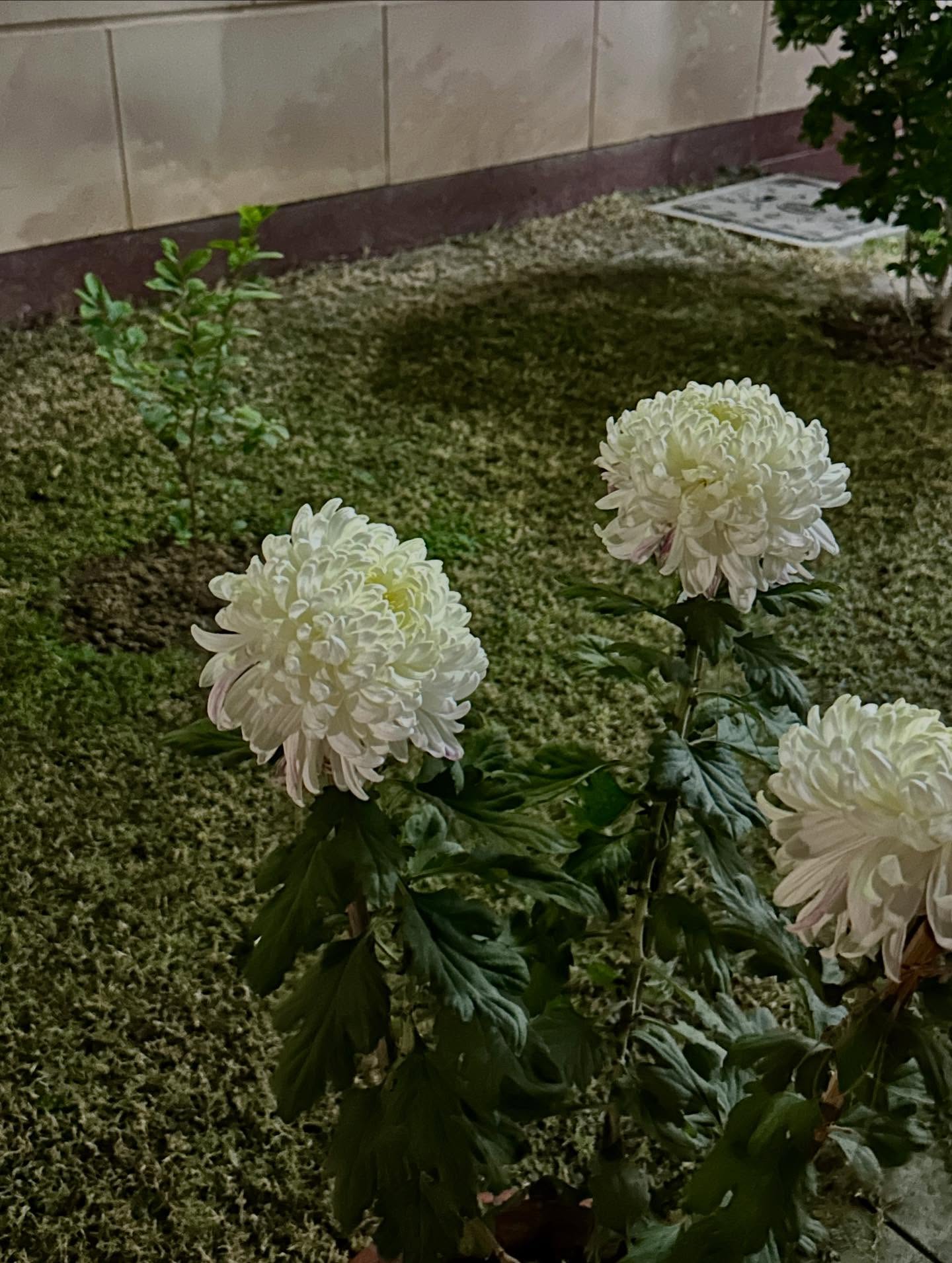 ボタンの画像のようです