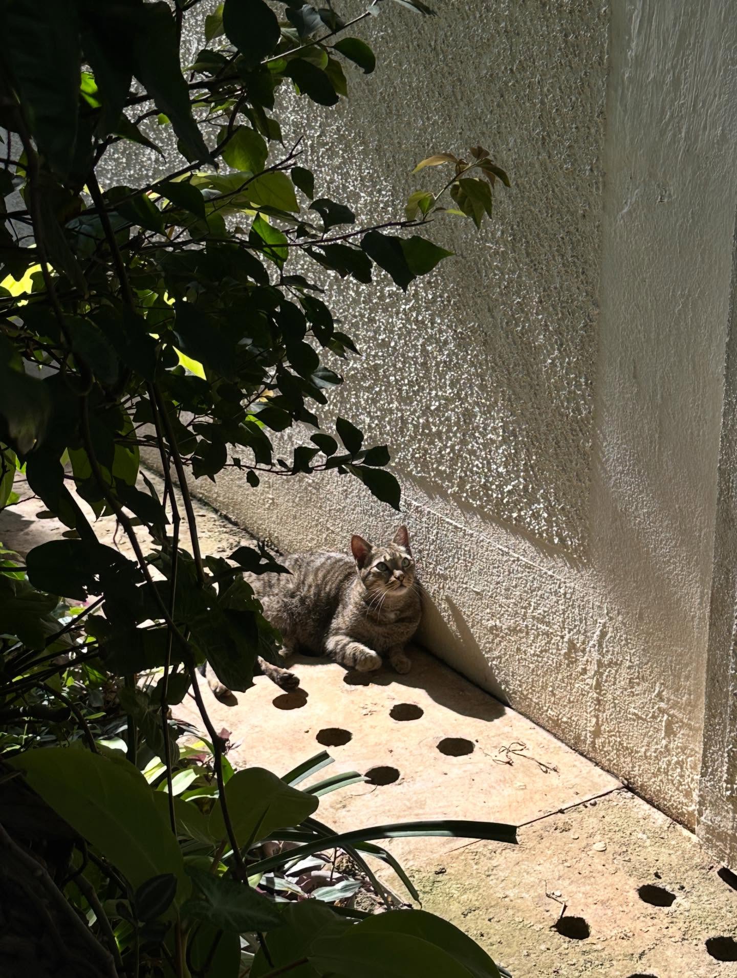 シマリスの画像のようです