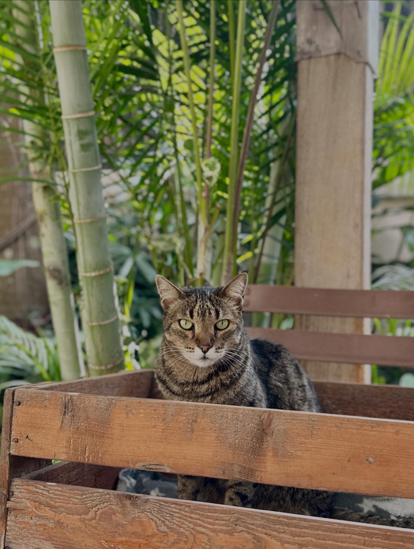 猫の画像のようです